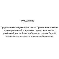 Туя Даника D17 H25