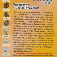 Клещевина «Красный остров» 5 шт.