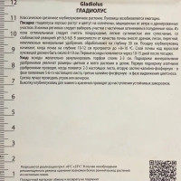 Гладиолус крупноцветковой Анук 10/12, 3 шт