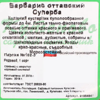 Барбарис оттавский С2 «Суперба» h40