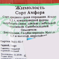 Жимолость плодовая С3 «Амфора» h50