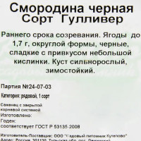 Смородина чёрная С2 «Гуливер» h40