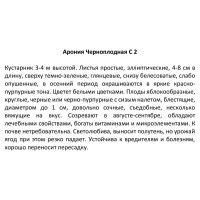 Арония черноплодная, контейнер 2-3 л