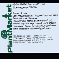 Вишня «Шоколадница» С7-С10