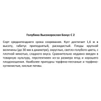 Голубика высокорослая «Бонус», контейнер 2 л