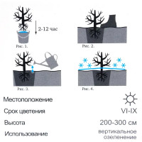 Роза «Плетистая» эконом спрей в ассортименте