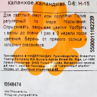 Каланхое Каландива ø6 h15 см