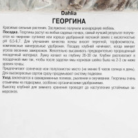 Георгины помпонные «Литтл Роберт», 1 шт.