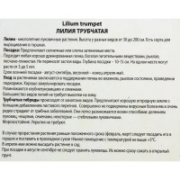 Лилии трубчатые «Африкан Квин», размер луковицы 14/16, 1 шт.