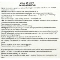 Лилии ОТ-гибриды «Барута», размер луковицы 14/16, 1 шт.