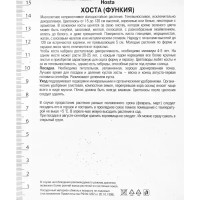 Хоста волнистая «Унивитата», 1 шт.