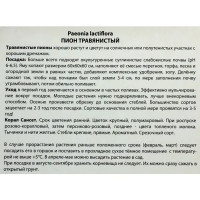 Пионы травянистые «Корал Сансет», 1 шт.