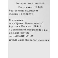 Кипарисовик Лавсона «Сноу Уайт» 1 л h35 см