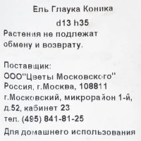 Ель Глаука «Коника» 1 л h35 см