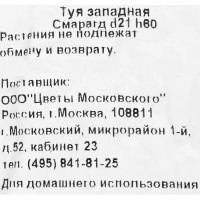 Туя западная «Смарагд» 2.5 л h60 см