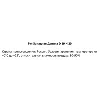 Туя западная «Даника» 2.2 л h20 см