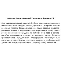 Клематис крупноцветковый «Патрисия Эн Фретвелл» 2 л h20 см