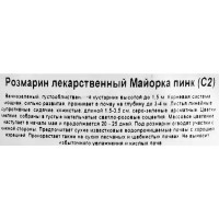 Розмарин лекарственный «Майорка Пинк» 1.5 л h15 см