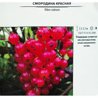 Смородина красная штамбовая «Йонкер Ван Тетс» 5 л