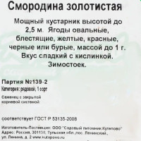 Смородина золотистая С2 30 см