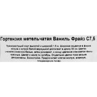 Гортензия «Ваниль Фрайз» С5/С7.5