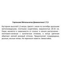 Гортензия «Диамантино» С5/С7.5