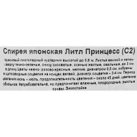 Спирея японская «Литл Принцесс» С1.5/С2