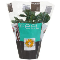 Шлюмбергера микс d13 h31