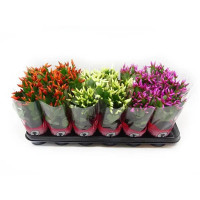 Шлюмбергера микс d13 h31