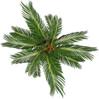 Цикас Революта 12x38 см