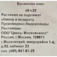 Бромелия микс 9x25 см