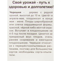 Черешня Подарок Степанову в тубе Поиск Инвест