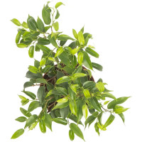 Фикус бенджамина микс d13 h25