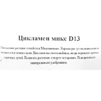 Цикламен микс d12