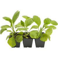 Баклажан микс, 6 шт.