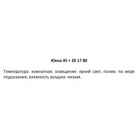 Юкка 2рр d17 h75