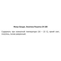 Фикус бенджамина экзотика решетка d24 h100