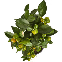 Цитрус микс d19 h50