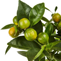 Цитрус микс d19 h50