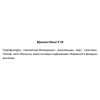 Вриезия микс d9 h35