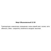 Мирт коммунис d13 h25-35