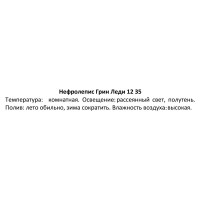 Нефролепис грин леди d12 h35