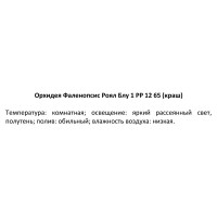 Орхидея Фаленопсис Роял блю окрашенный 1 стебель ø12 h60 см синий