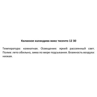 Каланхое Каландива Ти Сенто микс 12x25 см