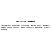 Спатифиллум Танго 13x45 см