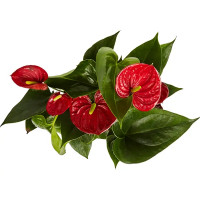 Антуриум андреанум микс d14 h50