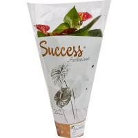 Антуриум андреанум микс d14 h50