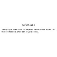 Кактус микс ø5 h10 см