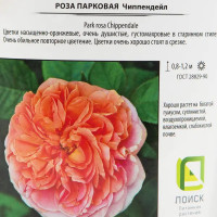 Роза парковая «Чиппендейл» 18.5x30 см