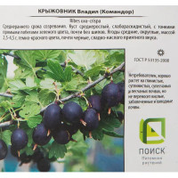 Крыжовник 21.5x70 см
